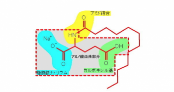 ココイルグルタミン2Naの塩基配列