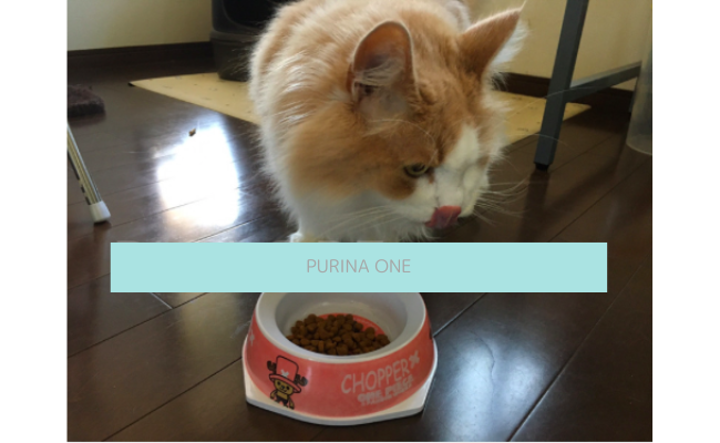 purina-one4