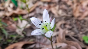 センブリの花の写真