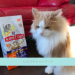 【評判どう？】ヒルズキャットフードを愛猫に与えてみた私の口コミ！