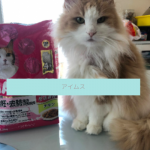 【評判どう？】アイムスキャットフードを愛猫に与えてみた私の口コミ！