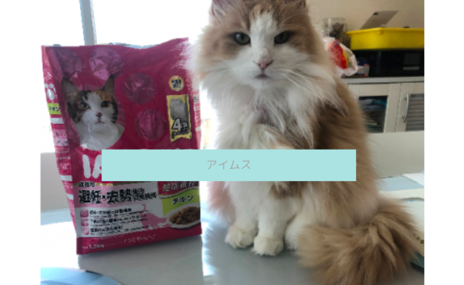 【評判どう？】アイムスキャットフードを愛猫に与えてみた私の口コミ！