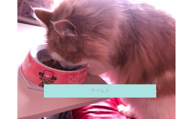 iams3