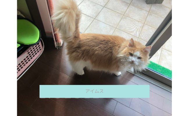 iams6