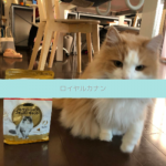 【評判どう？】ロイヤルカナンキャットフードを愛猫に与えてみた私の口コミ！