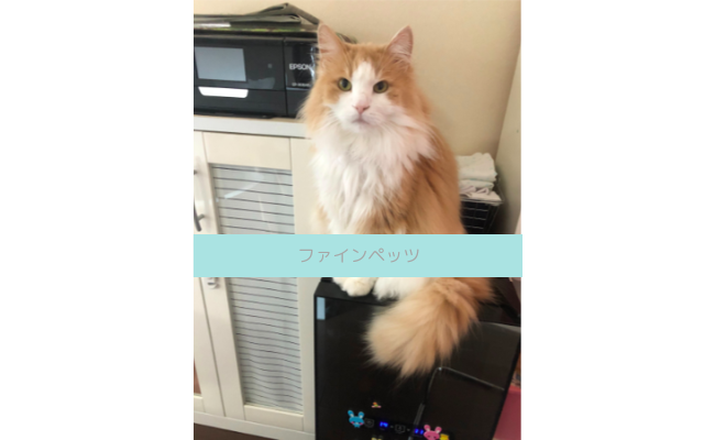 finepets6