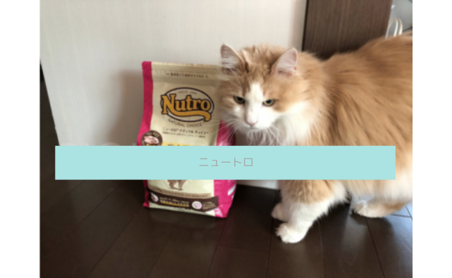 【評判どう？】ニュートロキャットフードを愛猫に与えてみた私の口コミ！