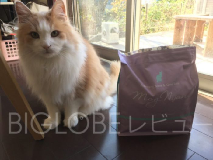 モグニャン と愛猫の様子