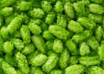 スルスル酵素ビール酵母