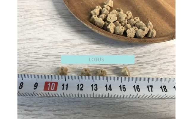 lotus